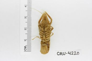 Media type: image;   Invertebrate Zoology CRU-4220 Description: Preserved specimen.;